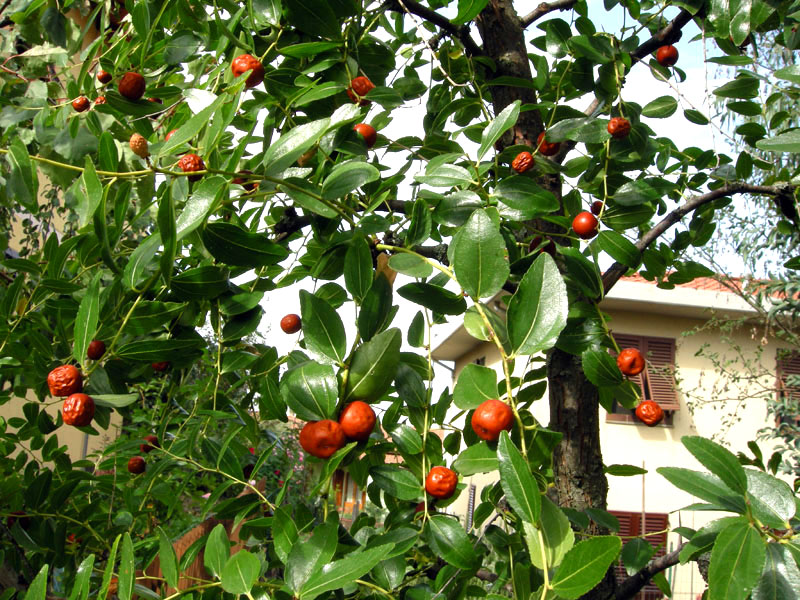Ziziphus jujuba / Giuggiolo comune